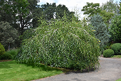 Young's Weeping Birch (Betula pendula 'Youngii') at A Very Successful Garden Center