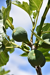 Desert King Fig (Ficus carica 'Desert King') at Golden Acre Home & Garden