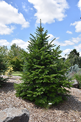 Pindrow Fir (Abies pindrow) at A Very Successful Garden Center