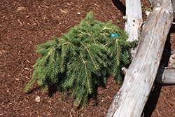 Formanek Norway Spruce (Picea abies 'Formanek') at Stonegate Gardens