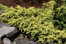 All Gold Shore Juniper (Juniperus conferta 'All Gold') at Lakeshore Garden Centres