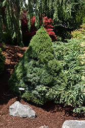 Alberta Blue Dwarf Spruce (Picea glauca 'Alberta Blue') at Stonegate Gardens
