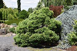 Romberg Park Dahurian Larch (Larix gmelinii 'Romberg Park') at A Very Successful Garden Center