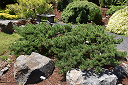 Shoodic Dwarf Jack Pine (Pinus banksiana 'Schoodic') at A Very Successful Garden Center