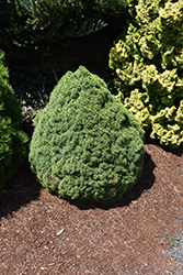 Humpty Dumpty Spruce (Picea glauca 'Humpty Dumpty') at A Very Successful Garden Center
