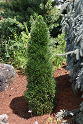 Green Penguin Scotch Pine (Pinus sylvestris 'Green Penguin') at Green Thumb Garden Centre