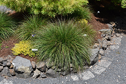 Burgundy Bunny Dwarf Fountain Grass (Pennisetum alopecuroides 'Burgundy Bunny') at A Very Successful Garden Center
