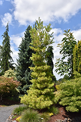 Louie Eastern White Pine (Pinus strobus 'Louie') at Lakeshore Garden Centres