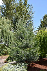 Blue Clovers White Pine (Pinus strobus 'Blue Clovers') at Lakeshore Garden Centres