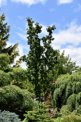 Pacific Sprite Vine Maple (Acer circinatum 'Pacific Sprite') at A Very Successful Garden Center