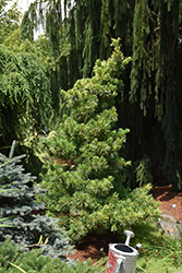Goldilocks White Pine (Pinus parviflora 'Goldilocks') at A Very Successful Garden Center