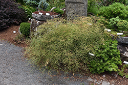 Threadleaf Dwarf Nandina (Nandina domestica 'Filamentosa') at A Very Successful Garden Center