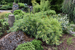 Niagara Falls Eastern White Pine (Pinus strobus 'Niagara Falls') at A Very Successful Garden Center