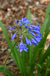 Northern Star Agapanthus (Agapanthus 'Northern Star') at A Very Successful Garden Center