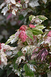Vanity Red Maple (Acer rubrum 'Vanity') at Stonegate Gardens