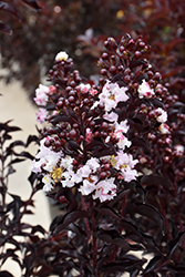 Moonlight Magic Crapemyrtle (Lagerstroemia 'PIILAG-IV') at A Very Successful Garden Center