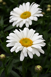 Sweet Daisy Christine Shasta Daisy (Leucanthemum x superbum 'Christine') at A Very Successful Garden Center