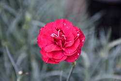 Devon Cottage Ruby's Tuesday Pinks (Dianthus 'Valda Kitty') at A Very Successful Garden Center