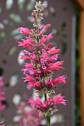 Red Fortune Mexican Hyssop (Agastache mexicana 'Red Fortune') at A Very Successful Garden Center