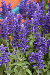 Farina Blue Salvia (Salvia farinacea 'Farina Blue') at Lakeshore Garden Centres