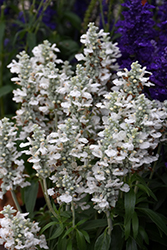 Farina White Salvia (Salvia farinacea 'Farina White') at A Very Successful Garden Center