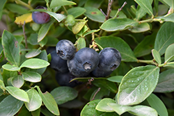 Bountiful Blue Blueberry (Vaccinium corymbosum 'FLX-2') at A Very Successful Garden Center