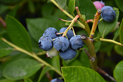 Toro Blueberry (Vaccinium corymbosum 'Toro') at Stonegate Gardens