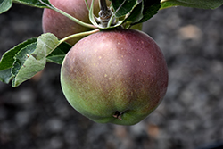 Melrose Apple (Malus 'Melrose') at Lakeshore Garden Centres