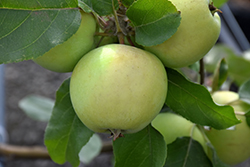 Lodi Apple (Malus 'Lodi') at A Very Successful Garden Center