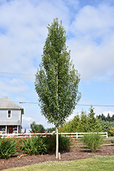 Armstrong Gold Red Maple (Acer rubrum 'JFS-KW78') at Lakeshore Garden Centres