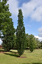 Skinny Genes Oak (Quercus 'JFS-KW2QX') at A Very Successful Garden Center