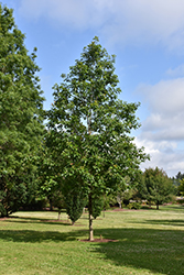 American Dream Oak (Quercus bicolor 'JFS-KW12') at A Very Successful Garden Center