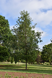 Cobblestone Bur Oak (Quercus macrocarpa 'JFS-KW14') at A Very Successful Garden Center