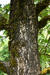 Cobblestone Bur Oak (Quercus macrocarpa 'JFS-KW14') at A Very Successful Garden Center