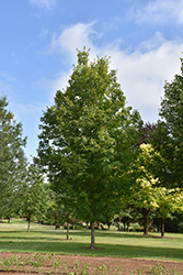 Autumn Fest Sugar Maple (Acer saccharum 'JFS-KW8') at A Very Successful Garden Center