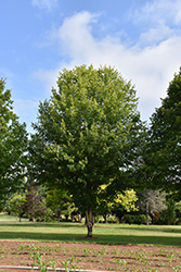 Belle Tower Sugar Maple (Acer saccharum 'Reba') at Lakeshore Garden Centres
