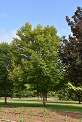 Wright Brothers Sugar Maple (Acer saccharum 'Wright Brothers') at Stonegate Gardens