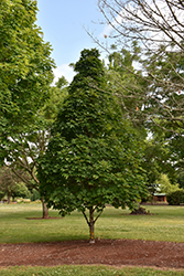 Sugar Cone Maple (Acer saccharum 'Sugar Cone') at Stonegate Gardens