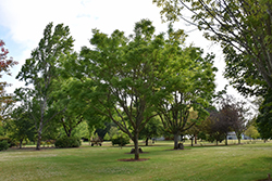 Eye Stopper Cork Tree (Phellodendron lavallei 'Longenecker') at Lakeshore Garden Centres