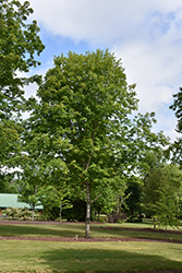 John Pair Sugar Maple (Acer saccharum 'John Pair') at Lakeshore Garden Centres