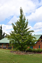 Tall Stewartia (Stewartia monadelpha) at A Very Successful Garden Center