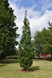 Streetspire Oak (Quercus 'JFS-KW1QX') at A Very Successful Garden Center