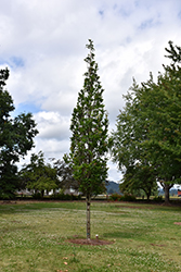 Beacon Oak (Quercus bicolor 'Bonnie and Mike') at A Very Successful Garden Center