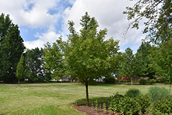 Rugged Ridge Miyabe Maple (Acer miyabei 'JFS-KW3AMI') at Lakeshore Garden Centres