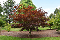 Crimson Prince Japanese Maple (Acer palmatum 'Crimson Prince') at Stonegate Gardens