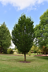 Emerald Avenue Hornbeam (Carpinus betulus 'JFS-KW1CB') at Lakeshore Garden Centres