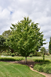 Harvest Moon Sugar Maple (Acer saccharum 'Sandersville') at A Very Successful Garden Center