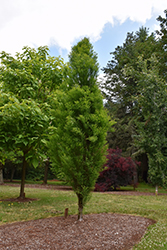 Lindsey's Skyward Bald Cypress (Taxodium distichum 'Skyward') at A Very Successful Garden Center
