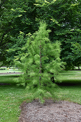 Greenfeather Pond Cypress (Taxodium ascendens 'Carolyn Malone') at Lakeshore Garden Centres