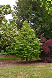 Jade Prince Dawn Redwood (Metasequoia glyptostroboides 'JFS-PN3Legacy') at Stonegate Gardens